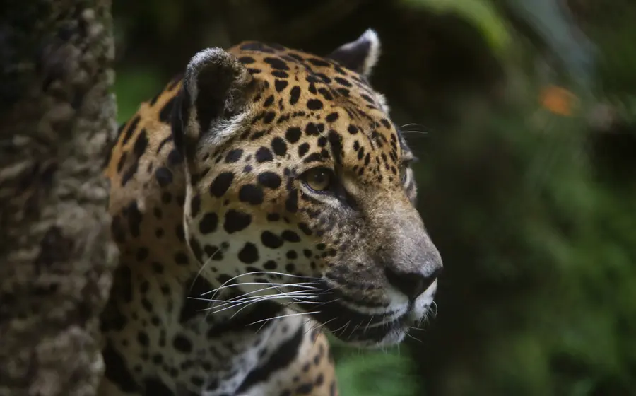 jaguar-totontepec4