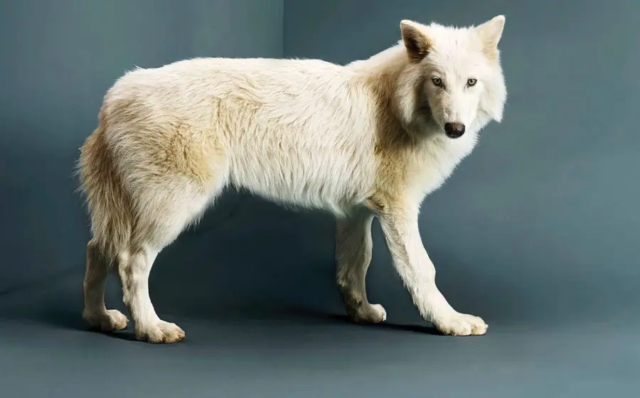 lobo-terrible-1