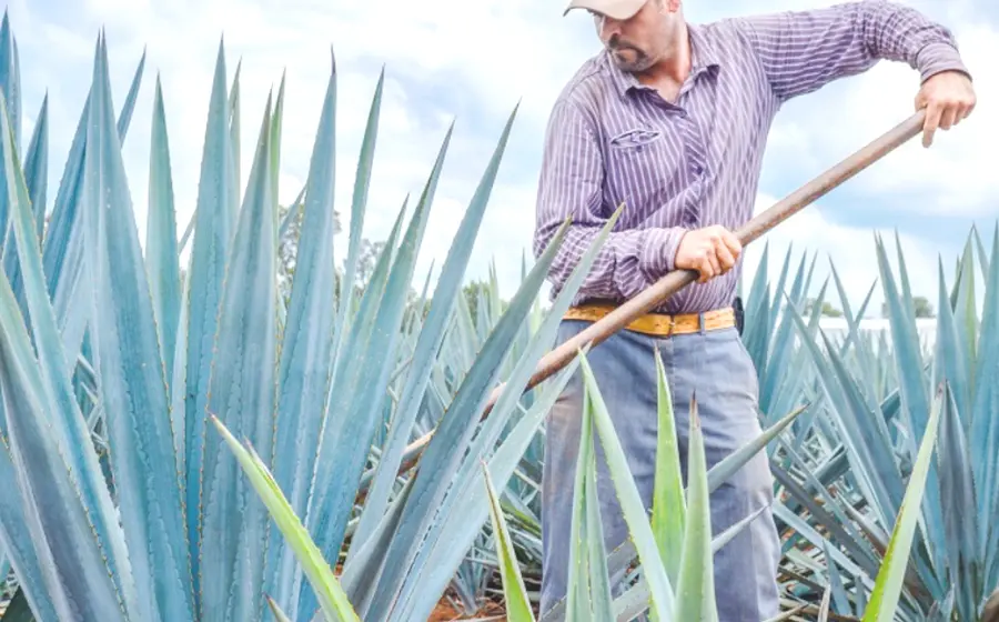 mezcal1