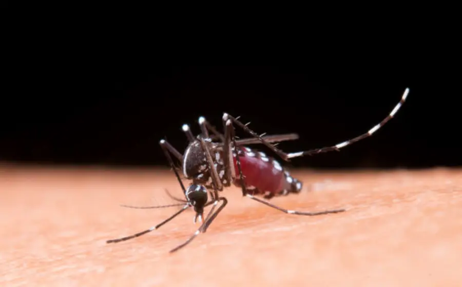 mosquito-dengue