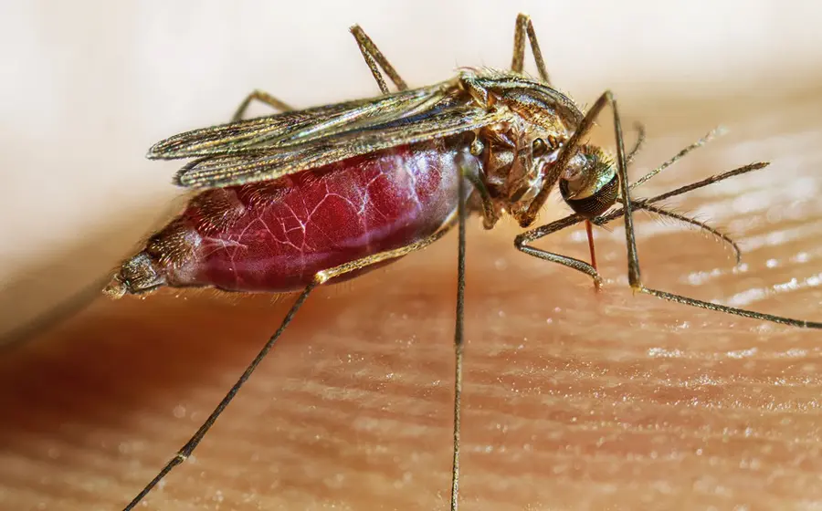 mosquito-paludismo