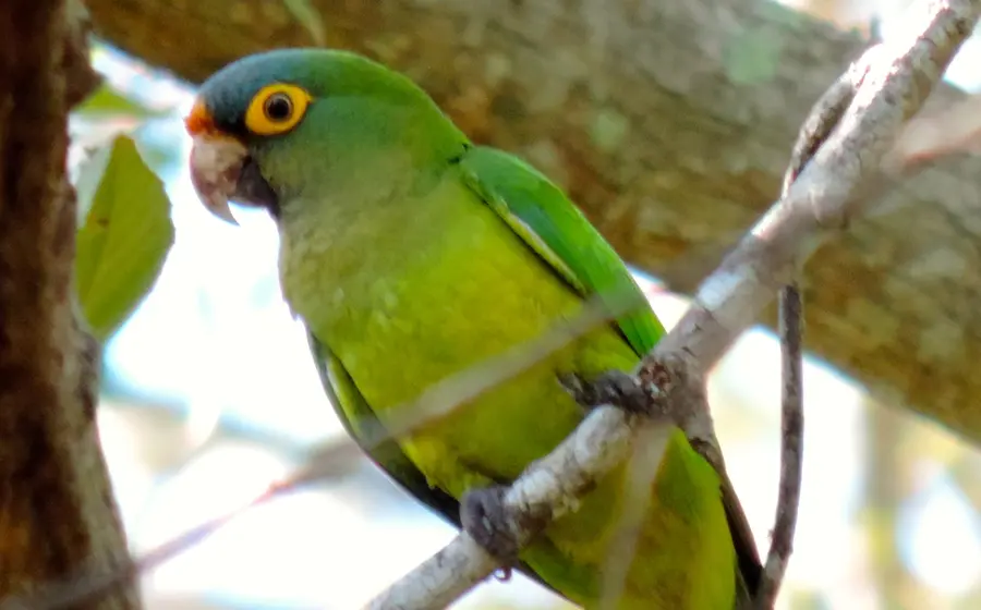 pericos-oaxaca6