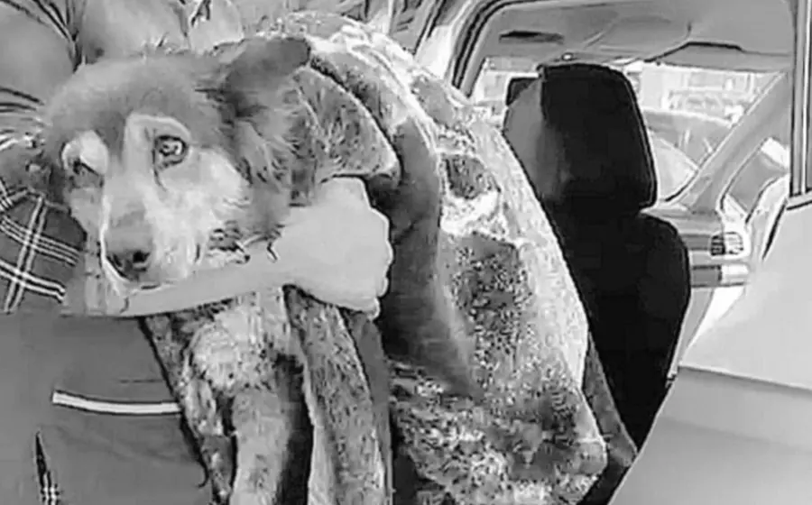 perrita-asesinada-portada