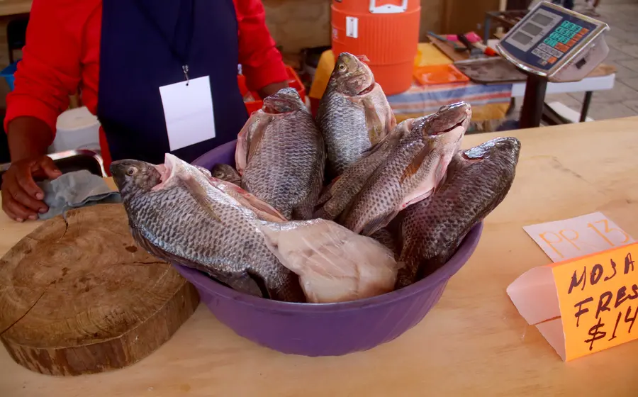pescado3