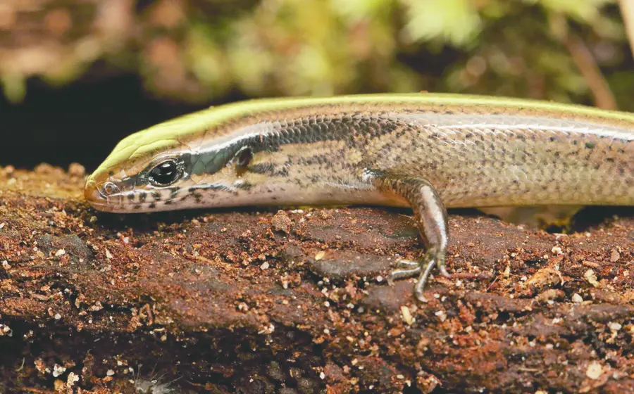 lagartija_oaxaca_especie_nueva_unam