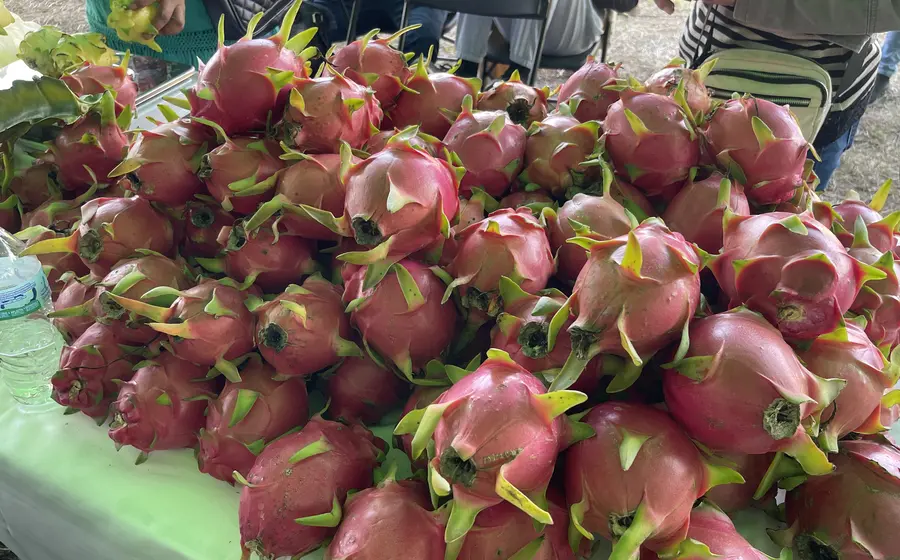pitahaya_fruta_oaxaca