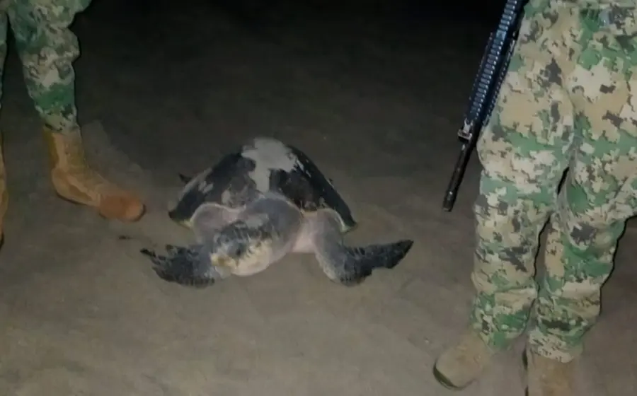 tortugas_golfinas_oaxaca