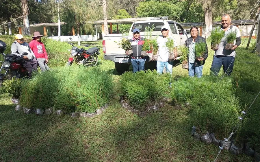 arboles_reforestacion
