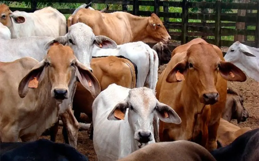 animales_oaxaca_congreso