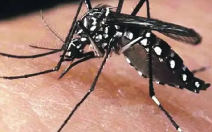 dengue_oax
