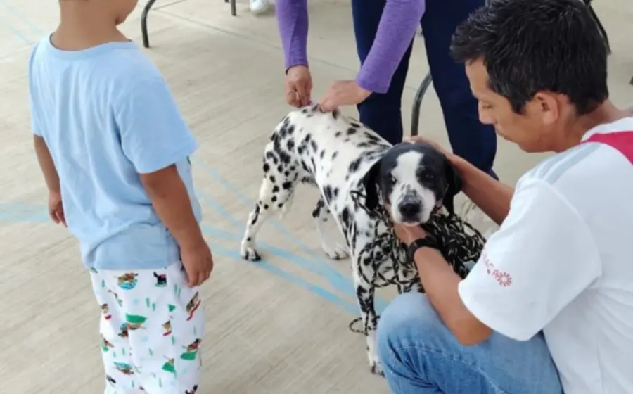 animales_vacunacion