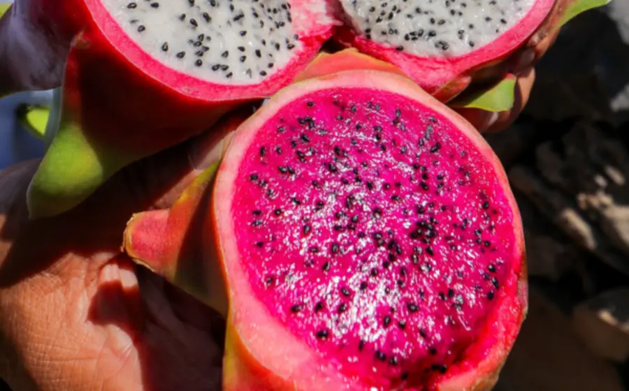 Pitahaya-huajuapan-oaxaca