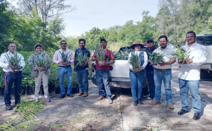agave_reforestacion