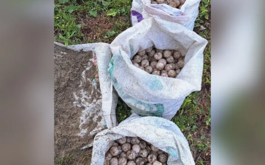 tortuga_huevos_asegurados_oaxaca