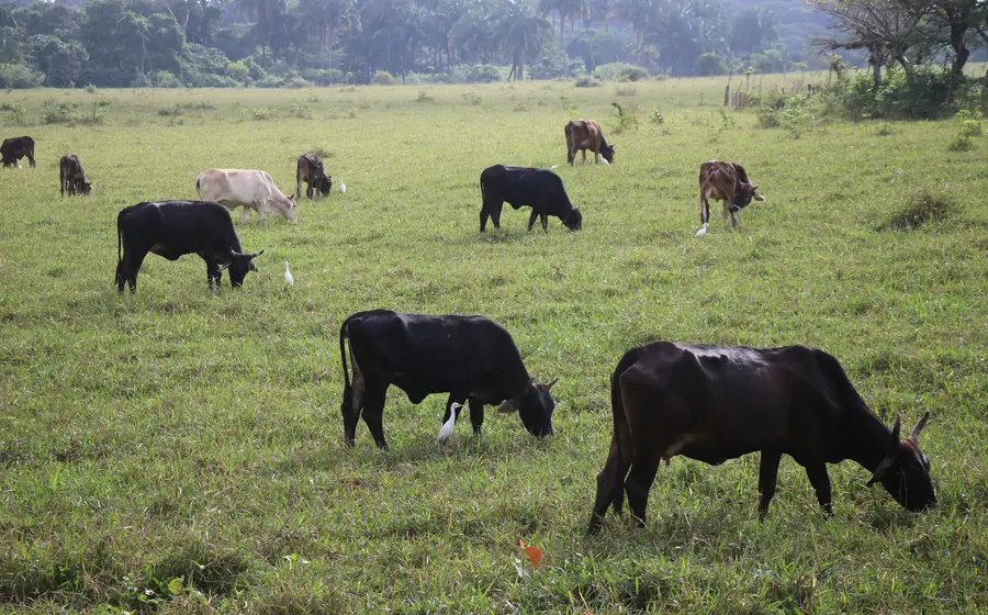 gusano_animales_peligro