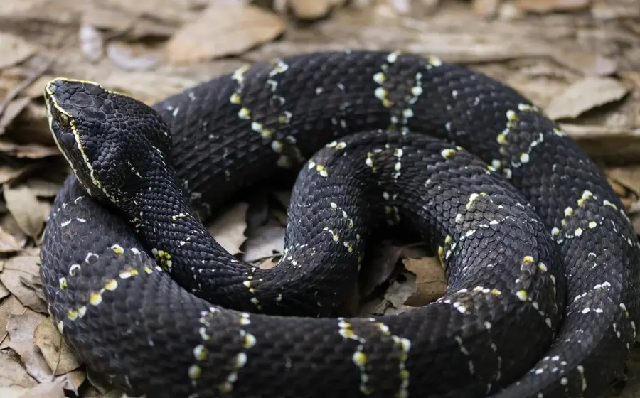 Una serpiente cantil venenosa en su hábitat, motivo de la alerta emitida por autoridades para prevenir mordeduras y buscar atención médica inmediata.