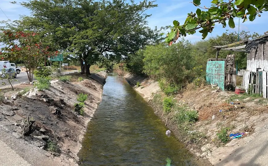 Ganado en un campo del Istmo afectado por el atraso en la distribución de agua, una situación que impacta a los campesinos.