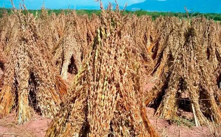 Un extenso campo de cultivo de ajonjolí en Tehuantepec, Oaxaca, donde productores locales amenazan con iniciar protestas por diversas demandas.