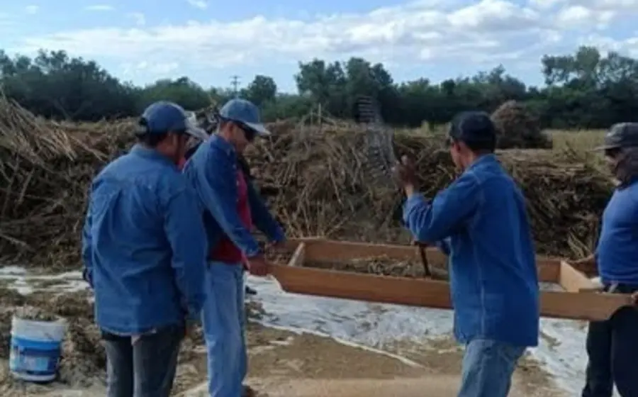 Culmina la cosecha de ajonjolí en los campos del Tec de Comitancillo, con actividades coordinadas por el departamento de Recursos Materiales.