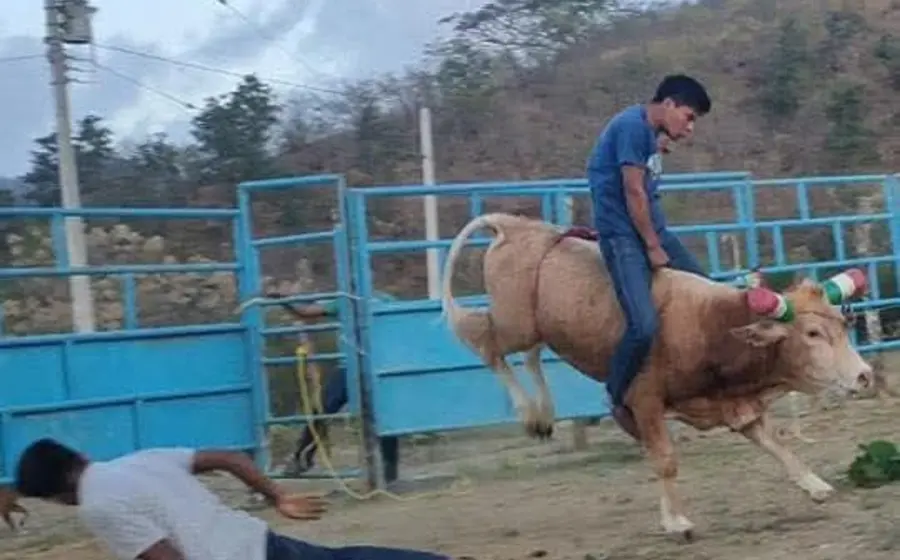 Presentan una iniciativa de ley que busca garantizar un trato digno y libre de vejaciones para los animales en espectáculos públicos.