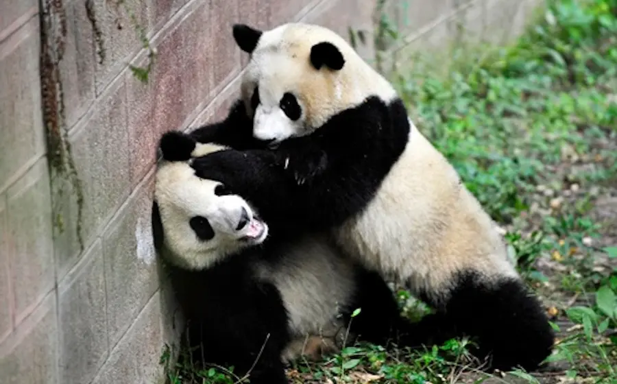 Representación artística del infierno de los pandas, el mítico lugar de castigo eterno para un panda que ha sido malo en vida.