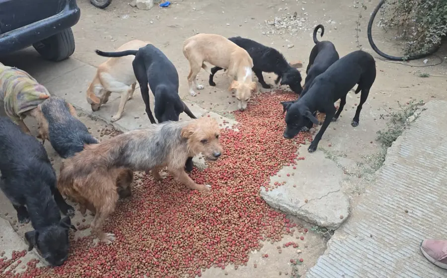 La Fiscalía General del Estado revisa un supuesto rastro de animales en San Francisco Lachigoló, Tlacolula, por una investigación de maltrato animal.
