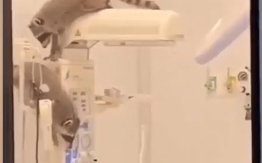 Un grupo de mapaches es captado dentro de las instalaciones del hospital de alta especialidad del ISSSTE en Acapulco, causando asombro.