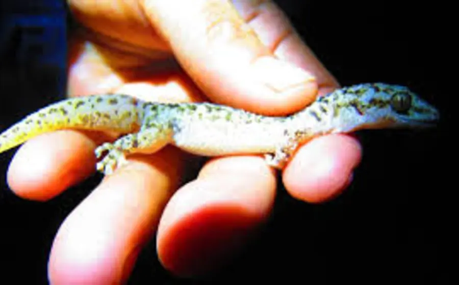 Primer plano del nuevo gecko endémico descubierto en el valle Tehuacán-Cuicatlán, una especie exclusiva de los límites entre Oaxaca y Puebla.