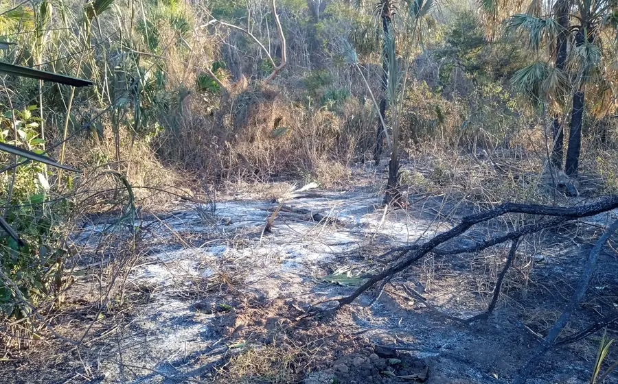 Un incendio forestal activo consume la vegetación en los bosques de Oaxaca, mostrando el humo y las llamas que afectan la región.