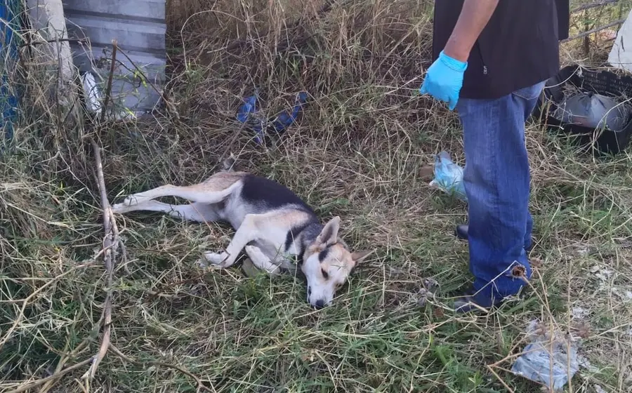 Un perro víctima de crueldad animal, asesinado por un disparo de arma de fuego en la comunidad de San Pedro Ixtlahuaca, Oaxaca.