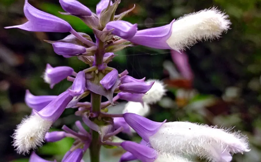 Primer plano de la planta Salvia divinorum, conocida como la 'hierba mágica' de Oaxaca, sobre la cual la DEA ha emitido una alerta.