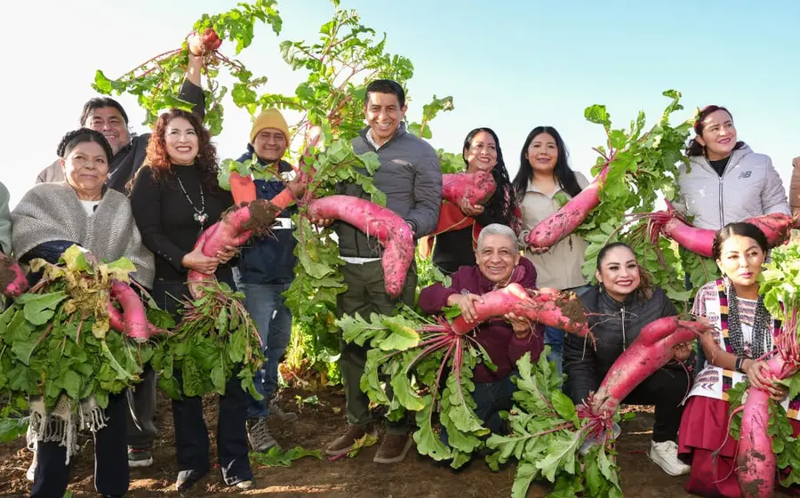 Una gran cantidad de rábanos gigantes son preparados para su traslado al zócalo de Oaxaca para la tradicional celebración de la Noche de Rábanos.
