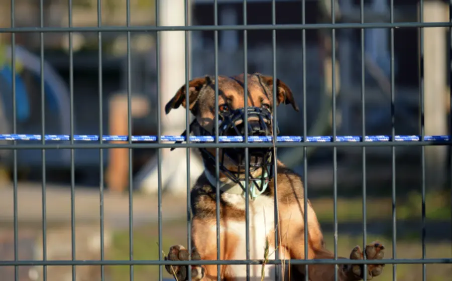 oaxaca_ataques_perro