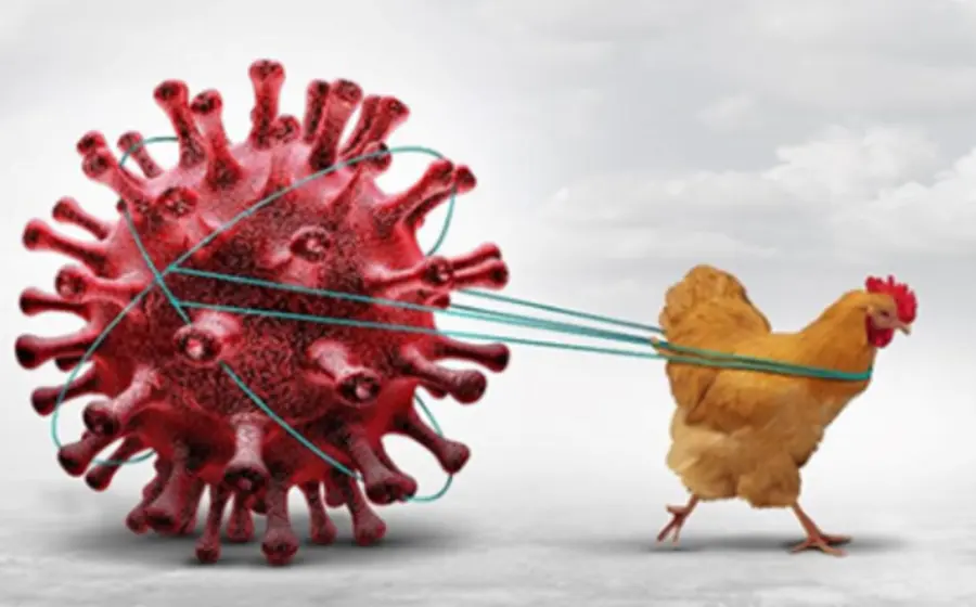 influenza_aves