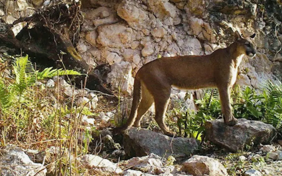 Existe una amenaza a las áreas naturales protegidas en el territorio mexicano.