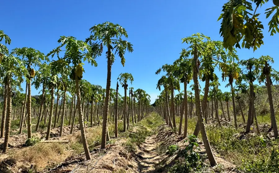 La baja producción de papaya deriva de las afectaciones que dejó el paso del huracán John en septiembre del año pasado.