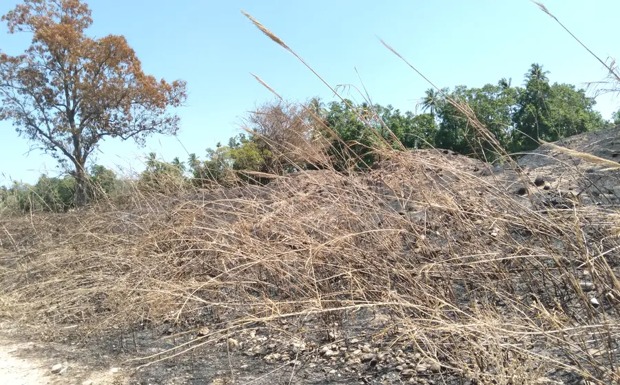 Protección Civil reporta que la mayoría de los incendios hasta ahora registrados han sido provocados.