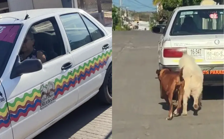 maltrato-animal-portada