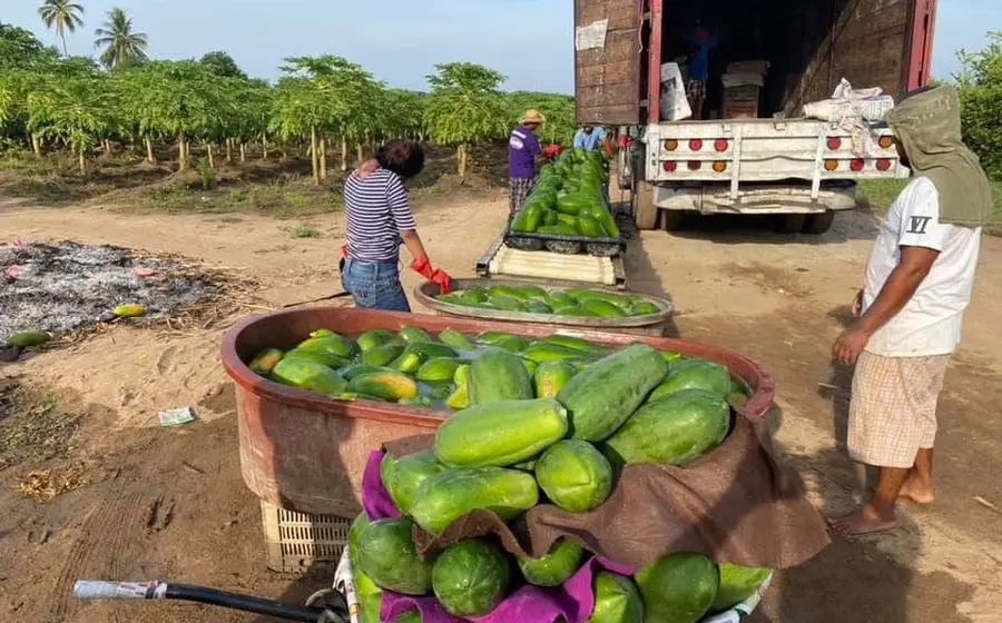 Productores oaxaqueños de papaya han tomado con tranquilidad las amenazas arancelarias de Donald Trump