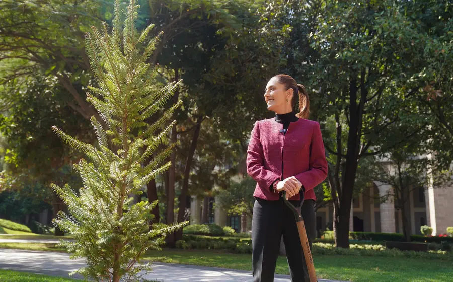 La Jefa del Ejecutivo Federal cerró el 2024 sembrando en el Jardín Nezahualcóyotl de Palacio Nacional un árbol Abiesreligiosa, una conífera nativa de los bosques del centro y sur del país.