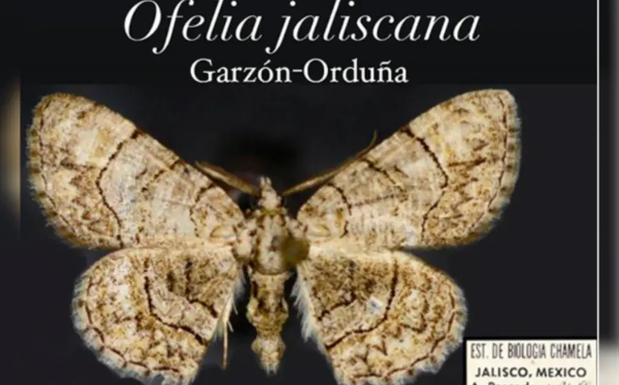 mariposa_polilla