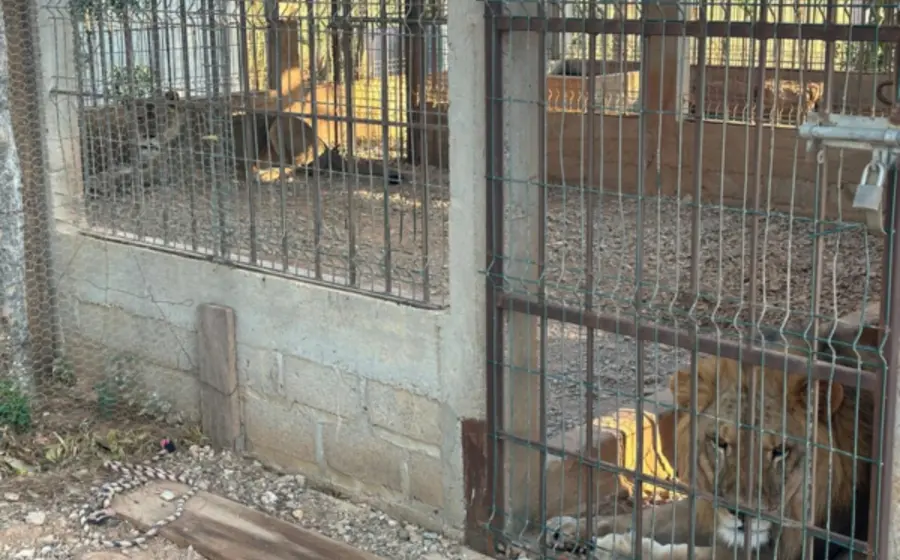 cateo_oaxaca