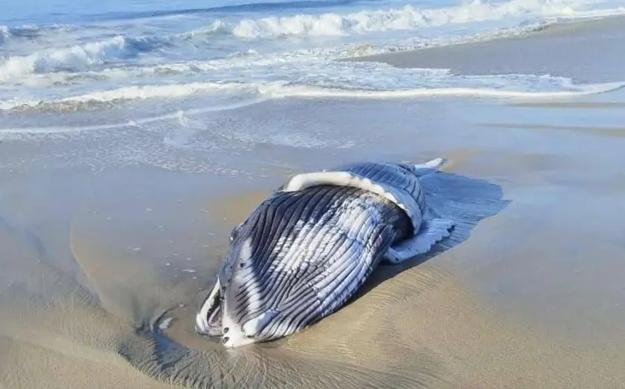 El ballenato fue localizado en Playa Palmarito, en jurisdicción de Bajos en Chila.