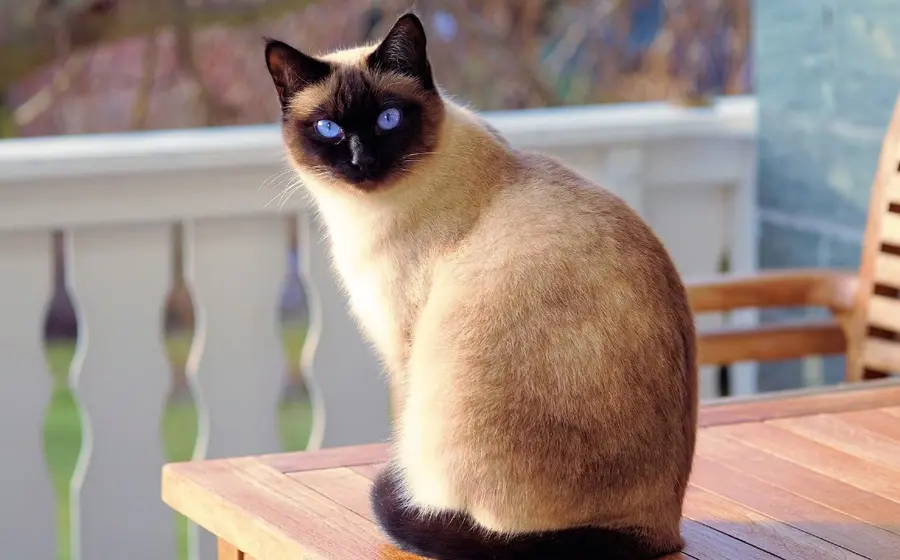gato-clasista