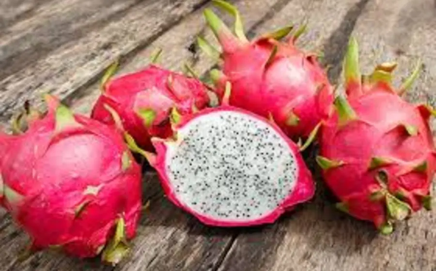 La producción de la pitaya es muy redituable.