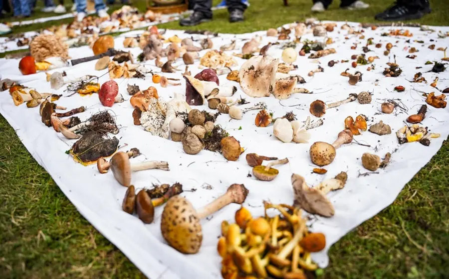 hongos_comida
