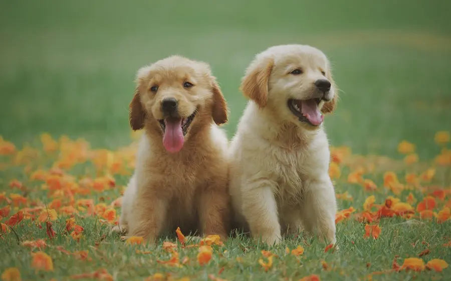 Cachorros