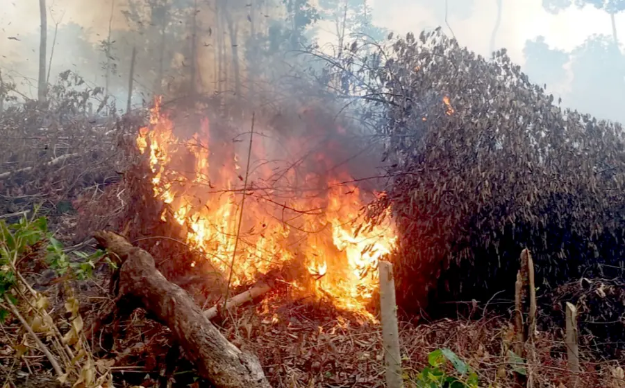Oaxaca-175-incendios-forestales-2025.png