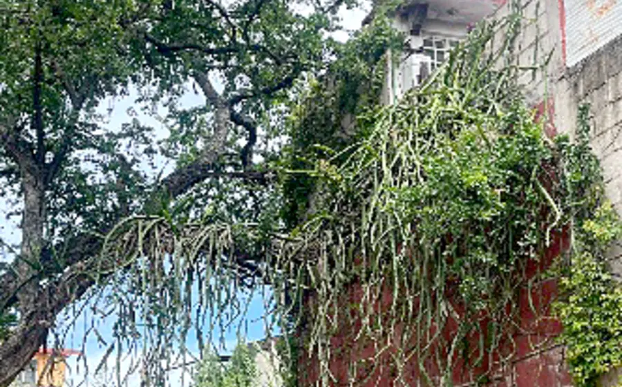 arboles_lluvias_desastre