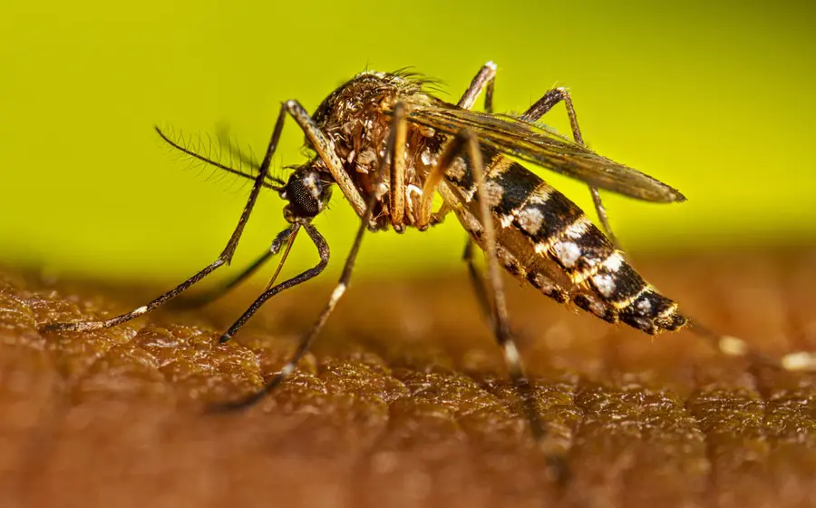 estrategia-combatir-dengue-Oaxaca-1.jpg (